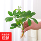 春羽盆栽植物水培如意皇后觀(guān)葉綠植鴨腳木金鉆盆栽竹柏小紅掌 鴨腳木1株