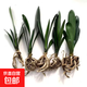 特價大盆君子蘭盆栽名貴國寶級花卉苗綠植物圓頭和尚室內(nèi)四季好養(yǎng) 01：【特惠款】5-8片葉子+帶土 送肥料【不含盆】