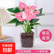 紅掌盆栽白粉掌一帆風順帶花特大號花卉室內(nèi)客廳面水培植物好養(yǎng) 約30cm粉掌-方缸玻璃 帶盆栽好