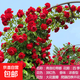 爬藤月季濃香型大花四季爬墻花卉盆栽薔薇花苗爬藤攀援植物庭院 蒂娜  不含盆 約20cm高2棵