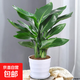 天堂鳥大型室內(nèi)盆栽植物北歐客廳辦公室鶴望蘭新房家凈化空氣水培 30-40厘米）天堂鳥一盆三棵加花盆