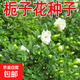 梔子花種子春秋播種易活開花植物盆栽室內(nèi)室外花籽花種籽花卉種子 梔子花種子 1包約100粒