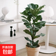 琴葉榕盆栽室內客廳大型綠植北歐大葉植物棒棒糖老樁四季好養花卉 大葉琴葉榕50-71cm高+原土盆1棵