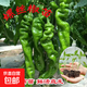 辣椒種苗朝天椒小米椒薄皮椒長(cháng)線(xiàn)椒燈籠椒甜椒五彩椒螺絲椒蔬菜秧 螺絲椒苗 10棵
