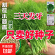 割茬茴香種子小茴香種籽四季蔬菜種子大全高產(chǎn)陽(yáng)臺盆栽農家菜種孑 割茬小茴香種子約2500粒5包