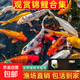 純種錦鯉精品冷水魚(yú)大型昭和招財錦鯉魚(yú)池養殖庭院觀(guān)賞魚(yú)錦鯉 （適用魚(yú)池套餐）30-35公分隨機5