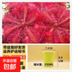 捕蠅草盆栽夏季水培驅蚊草食蟲(chóng)草豬籠草食人花室內好養花卉綠植物 洛夫麗1盆+自動(dòng)吸水盆+種植好發(fā)貨