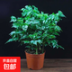 幸福樹(shù)平安樹(shù)綠植花卉小盆栽室內(nèi)客廳辦公室四季常青植物凈化空氣 5A幸福平安樹(shù)一盆多顆原盆+肥料