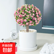 金枝玉葉多肉植物組合盆栽綠植花卉水培水養精品高端冷門(mén)稀有老樁 直筒盆+金枝玉葉 獨桿（高22-30cm）