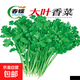 春蝶蔬菜種子四季播盆栽陽(yáng)臺庭院黃瓜豆角番茄甜瓜易種籽孑大全 大葉香菜【原裝1包 約500?！?一包(試種貴在快遞費)
