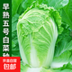 早熟五號大白菜種子50天秋冬四季播種耐熱高產(chǎn)小白菜種子蔬菜種籽 早熟五號白菜種子 1包約1000粒