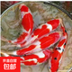錦鯉活魚觀賞魚冷水魚淡水魚錦鯉活體魚苗錦鯉魚苗紅白錦鯉大型 紅白錦鯉17-20cm1條
