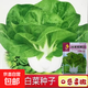 【四季蔬菜種子】菠菜孔雀菜菜心小香蔥萵筍韭菜大白菜上海青茴香 正品奶油白菜約2400粒2包+肥