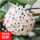 當年開花球蘭四季吊蘭爬藤攀援植物心葉心型球蘭帶花大苗 （斗蘭）4-5顆當年開花 原盆+掛鉤