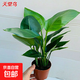 天堂鳥招財大氣大型綠植盆栽客廳耐旱好養(yǎng)護懶人綠植室內凈化空氣 天堂鳥40-50cm【3顆】+原盆原土