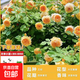1.6米爬藤月季大苗蒂娜四季開花薔薇基地直發(fā)【買就送扦插小苗】 王妃1.6米開花爆滿 送種植說明書