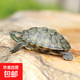 寵物烏龜活物 寵物活體烏龜 半水龜小烏龜苗 觀(guān)賞龜活體 4-5厘米寵物龜 1只單身龜