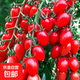 【春季必種】小西紅柿種子千禧圣女果小番茄苗蔬菜老品種盆栽 圣女果種子10粒/袋