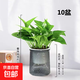 【綠蘿盆栽帶精致南瓜儲(chǔ)水盆】吸甲醛凈化空氣水培綠植物花卉好養(yǎng) 【開(kāi)業(yè)喬遷10盆】綠蘿+輕奢灰色繁星吸水盆 整體含盆高度20-25cm