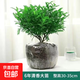 清香木驅蚊清新室內綠植好養四季常青凈化空氣居家必備盆栽 6年中苗一盆【原土】