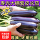 山東壽光長(cháng)茄子茄子新鮮長(cháng)茄紫皮農家自種現發(fā)燒烤當季現摘蔬菜 壽光長(cháng)茄 4斤 凈重農家現摘