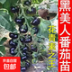 傲點(diǎn)爆甜千禧圣女果苗秧苗正宗超甜薄皮番茄西紅柿四季陽臺(tái)盆栽小 黑美人番茄秧苗 精選優(yōu)質(zhì)種苗10顆（帶土球）