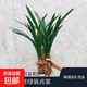 特級濃香型企黑蘭花國蘭客廳四季好養(yǎng)盆栽綠植物國花高端送禮物 高度40cm冠幅15cm特級精品蘭花 1苗裸根發(fā)貨