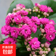 長(cháng)壽花盆栽重瓣金狐貍大花帶花苞花苗四季室內開(kāi)花好養的花卉植物 紫水晶（帶花苞四季開(kāi)花） 不含盆