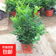 九里香盆栽茉莉花綠植室內(nèi)驅(qū)蚊四季開花帶花苞七里香水培盆景植物 高約40cm精品獨(dú)干九里香6年苗（原土球） 九里香