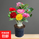 沙漠玫瑰花小苗盆栽四季花開庭院室內(nèi)外陽臺好養(yǎng)花卉綠植沙漠玫瑰 虧本沖量：重瓣濃香【多花品種】開花對版