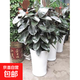 黑金剛橡皮樹(shù)盆栽菠蘿樹(shù)客廳室內綠葉大葉四季常青型植物凈化空氣 【大盆苗60-70】一盆5顆效果好（不含盆）