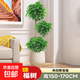 幸福樹(shù)客廳盆栽大型老樁綠植室內(nèi)平安樹(shù)盆景吸甲醛植物四季好養(yǎng)祿 三層幸福樹(shù)1.5-1.7m-米白聚寶盆
