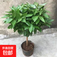 平安樹(shù)客廳盆栽大型綠植吸甲醛植物辦公室觀(guān)賞盆景老樁樹(shù)苗好養活 精品粗桿平安樹(shù)1-1.2米