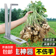 摘花生專(zhuān)用神器家用手動(dòng)脫摘果拔扒采果脫花生剝毛豆農用收割工具 【不傷花生帶底座1套】 花生脫粒神器