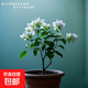 云南深紫色棒棒糖三角梅花盆栽三角梅紫色球形開花陽(yáng)臺(tái)品種庭院 天使白【2年苗當(dāng)年開花適合盆栽】