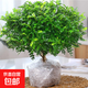 清香木驅蚊清新室內綠植好養四季常青凈化空氣居家必備盆栽 8年大苗一盆【原土】