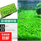 共度（Gong Du）前景草爬地矮珍珠魚(yú)缸水草植物真草活凈水陰性草 盒裝趴地矮珍珠