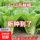 奶油快菜種子20天成熟耐熱耐高溫四季速生高產(chǎn)小白菜種子蔬菜種子 正品奶油白菜約1200粒1包+肥