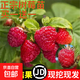 樹(shù)莓樹(shù)苗苗紅黃黑樹(shù)莓苗覆盆子果樹(shù)苗盆栽地栽南北方種植當年結果 推薦5年大苗（買(mǎi)一送一）品種備注 80cm(含)-89cm(含)