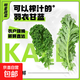 【明星蔬菜】新鮮羽衣甘藍(lán)榨汁涼拌輕食蔬菜超市品質(zhì)直播間同款 2斤帶箱