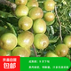 棗樹活苗沾化冬棗苗樹帶土球南方種植冰糖大棗樹苗當(dāng)年結(jié)果 【國光棗2棵裝】-精選6年苗（當(dāng)年結(jié)果） 81cm(含)-110cm(含)