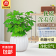含羞草盆栽桌面室內(nèi)陽臺小植物四季常青害羞草怕羞草花苗趣味植物 優(yōu)質(zhì)90#含羞草【南瓜吸水盆】