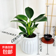 特價(jià)大葉金鉆綠公主盆栽植物除甲醛綠植辦公室四季常青室內(nèi)擺放2 【1盆】金鉆+白南瓜吸水盆 含盆高度15-20厘米