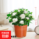 梔子花盆栽四季卉植物室內綠蘿綠植茉莉花帶花苞開(kāi)花好養樹(shù)苗植物 【帶花苞】精品90#梔子花（原盆土） 送營(yíng)養液