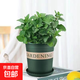 檸檬薄荷盆栽新鮮可食用薄荷葉苗驅(qū)蚊草水培好養(yǎng)花卉室內(nèi)綠植物 原土薄荷+加侖盆+肥料一盆裝 不含盆