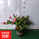 蟹爪蘭多色盆栽四季家養花卉辦公桌面陽(yáng)臺庭院多肉綠植 蟹爪蘭含盆高度25cm冠幅20cm盆徑8cm
