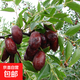 【產(chǎn)地直發(fā)】寧夏靈武長(cháng)棗新鮮水果紅棗脆棗鮮棗送禮中秋禮盒 【禮盒裝】帶箱5斤 飽滿(mǎn)中大果