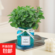 薄荷盆栽可食用大苗水培室內驅蚊綠植迷迭香香草植物檸檬貓薄荷 精品中盆薄荷+藍色MINI玻璃瓶