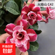 沙漠玫瑰盆栽重瓣花卉庭院植物耐旱室內四季陽(yáng)臺盆景懶人好養綠植 沙漠玫瑰【火焰山】3年老樁+加侖盆