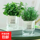 檸檬薄荷盆栽新鮮可食用薄荷葉苗驅(qū)蚊草水培好養(yǎng)花卉室內(nèi)綠植物 可食用組合薄荷+迷迭香+吸水盆 不含盆